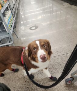 Australian Shepherd Service Dogs in Training in Wisconsin