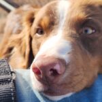 psychiatric service dog providing grounding support to handler