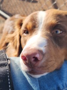 psychiatric service dog providing grounding support to handler
