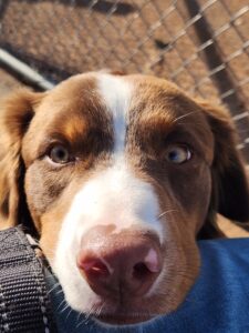 Australian Shepherd service dog in training focusing on handler at public softball game