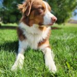 Australian Shepherd puppy raised by responsible breeder with early training