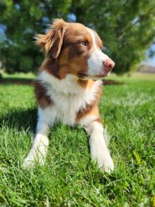 Australian Shepherd puppy raised by responsible breeder with early training