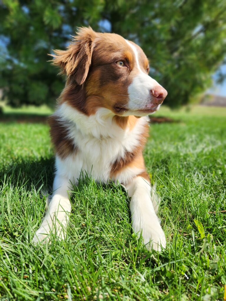 Australian Shepherd puppy raised by responsible breeder with early training