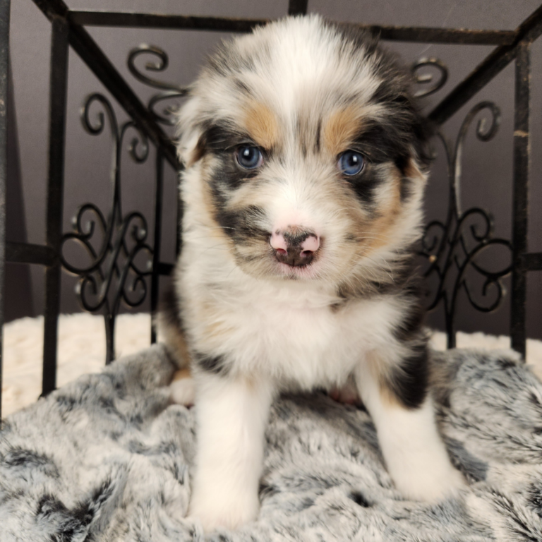 blue merle Australian Shepherd male making eye contact