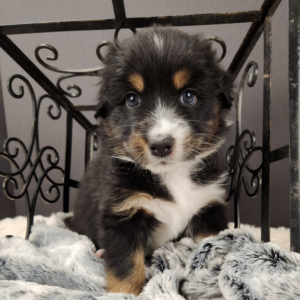 AKC Australian Shepherd Puppy Cost in Wisconsin