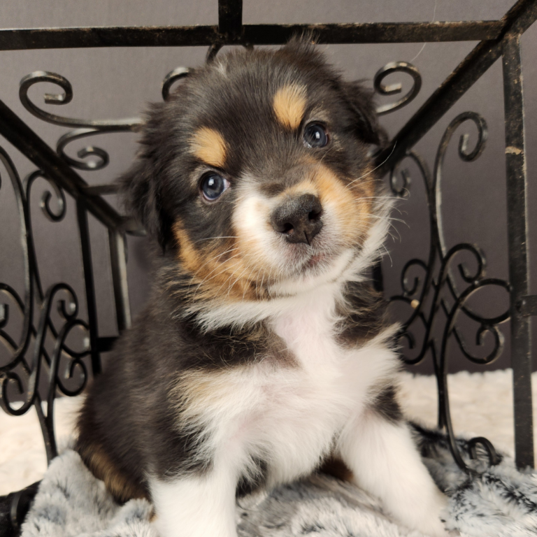 black tri Australian Shepherd female looking inquisitive