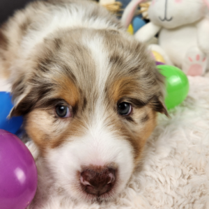 close-up of red merle Australian Shepherd male face