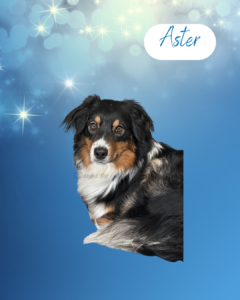 Aster - 1 year old