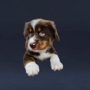 red tri female Australian Shepherd puppy at 8 weeks old sitting and looking at the camera