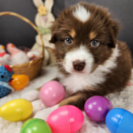 Australian Shepherd puppies at Match Dot Pup during early socialization and enrichment
