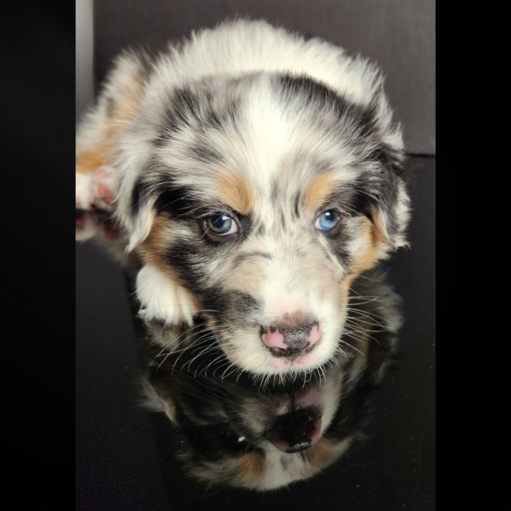 blue merle Australian Shepherd male with heterochromia lying on a reflective surface