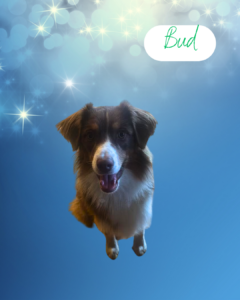 Bud - 1 year old