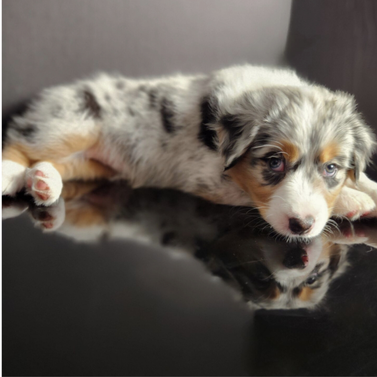 Australian Shepherd puppy laying on a reflective glass surface