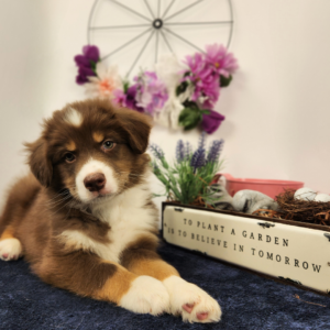 red tri Australian Shepherd male tilting head while looking at the camera
