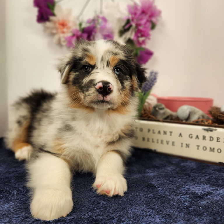 Australian Shepherd puppy in Wisconsin looking at the camera