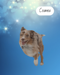Cosmos - 1 year old