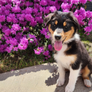 black tri Australian Shepherd sitting calmly outdoors demonstrating stability and focus