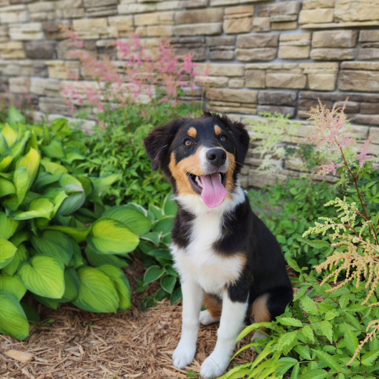 Australian Shepherd Service Dogs in Training in Wisconsin