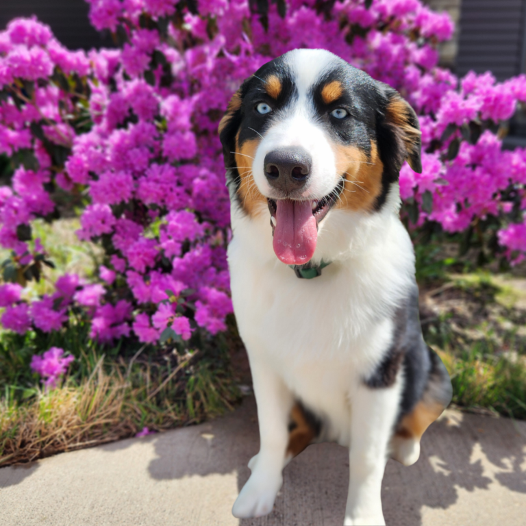 black tri Australian Shepherd male with blue eyes posing in front of a blooming bush