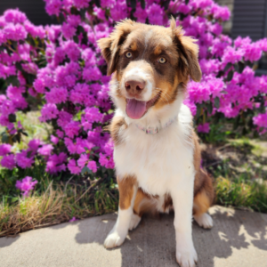 red tri Australian Shepherd female sitting in front of a flowering bush