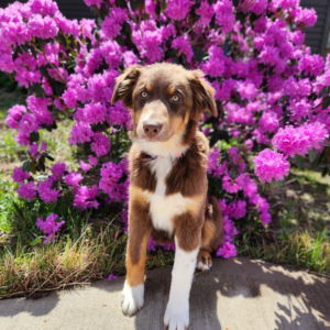 confident red tri Australian Shepherd puppy showing strong temperament traits