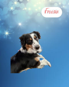 Freesia - 1 year old