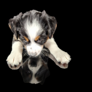 Australian Shepherd puppies raised in a structured environment by responsible breeder