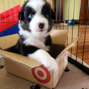 black tri Australian Shepherd puppy exploring a cardboard box during early curriculum
