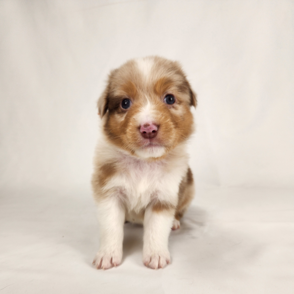 red merle Australian Shepherd posing against a soft white backdrop