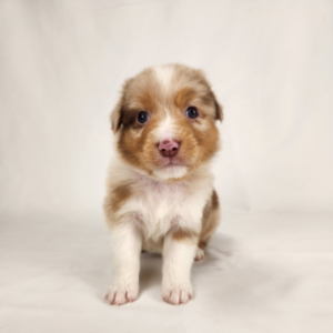 red merle Australian Shepherd posing against a soft white backdrop