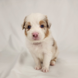 young red merle Australian Shepherd puppy sitting on white background at 6 weeks old