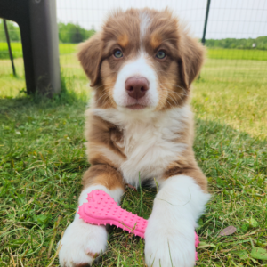 red tri Australian Shepherd puppy laying in grass holding a pink bone toy