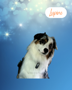 Lupine - 1 year old