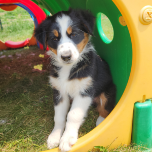 Australian Shepherd puppy in a tunnel during enrichment activity