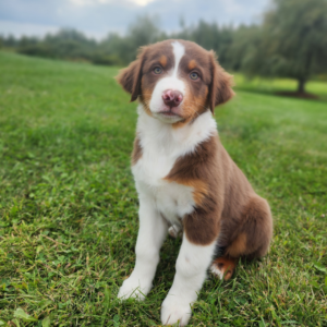 Australian Shepherd service dog candidate showing focus