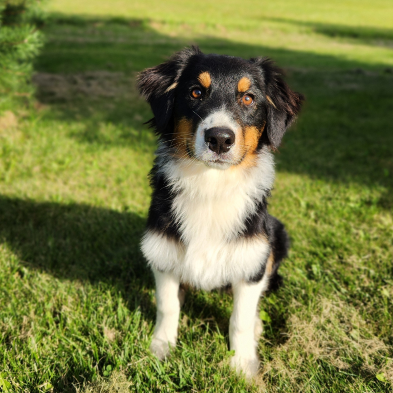 calm attentive black tri Australian Shepherd service dog candidate looking at handler