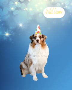 William - 1 year old