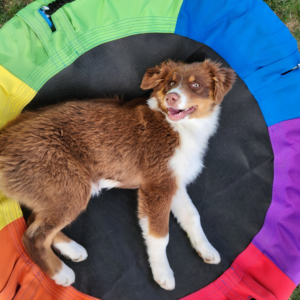 red tri Australian Shepherd puppy sitting on a saucer swing during training