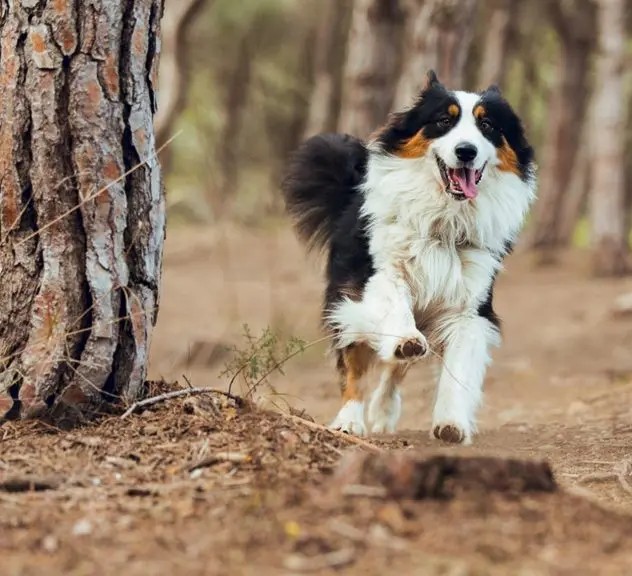 Controlled Movement Training for Dogs: Agility Foundation Guide