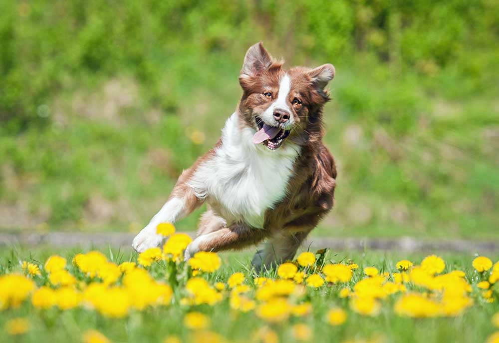 Balance & Coordination Training for Dogs: Agility Foundation Guide