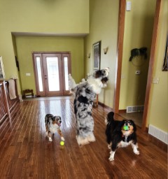 high-energy Australian Shepherd jumping to catch a tennis ball