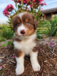 Australian Shepherd puppy adjusting to new home during first week