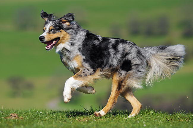 Body Awareness Training for Dogs: Agility Foundation Guide