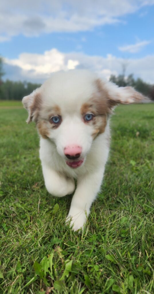 Australian Shepherd puppy experiencing playful zoomies outdoors