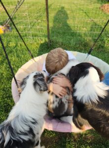 Australian Shepherd puppy experiencing a normal developmental fear period during exploration