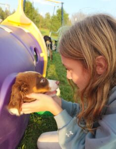 calm Australian Shepherd puppy showing confidence and attentiveness during temperament development