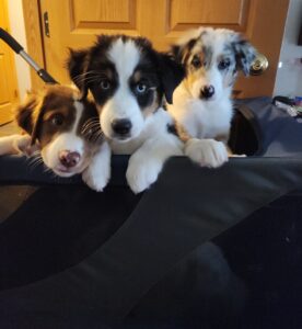 Australian Shepherd puppies showing confidence and recovery during new experience