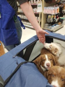Australian Shepherd puppies showing different temperaments during interaction with people