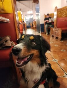 Australian Shepherd service dog candidate training calmly beside handler in public