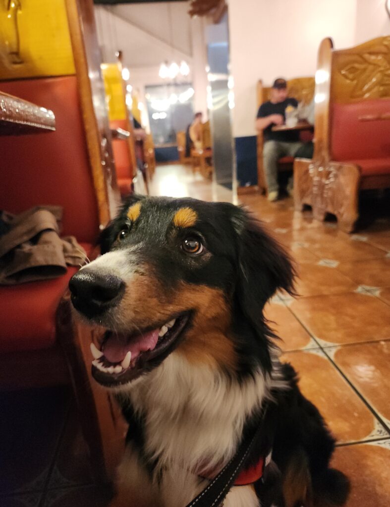 Australian Shepherd service dog candidate training calmly beside handler in public
